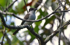 Tyrannus caudifasciatus