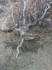 Pistacia atlantica mutica