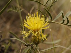 Centaurea orientalis