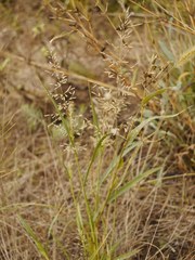Poaceae