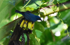 Euneornis campestris
