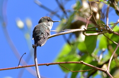 Mellisuga minima
