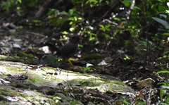 Turdus aurantius