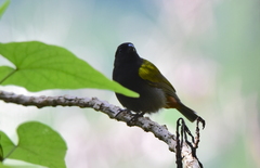 Loxipasser anoxanthus