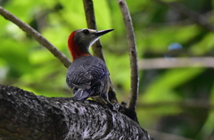 Melanerpes radiolatus