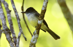 Myiarchus barbirostris