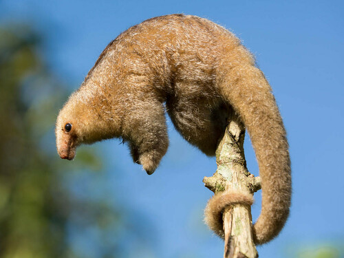 Xingu Silky Anteater (Cyclopes xinguensis) — Least Concern Mammalia