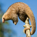 Xingu Silky Anteater - Photo (c) Quinten Questel, some rights reserved (CC BY-SA)