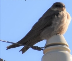 Ptyonoprogne fuligula