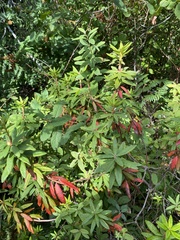 Rhododendron groenlandicum