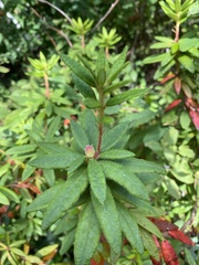 Rhododendron groenlandicum