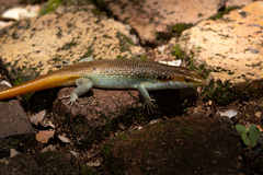 Trachylepis margaritifera