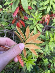 Rhododendron groenlandicum