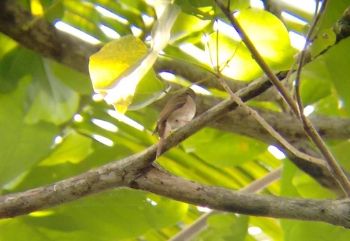 Brown-breasted Flycatcher (Muscicapa muttui), photo 3