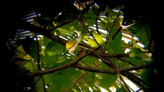 Muscicapa muttui