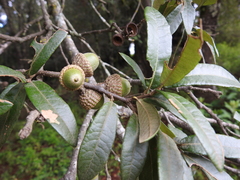 Quercus crassipes