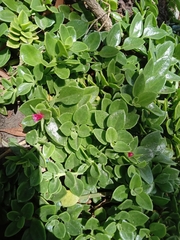 Mesembryanthemum cordifolium