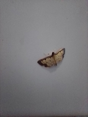Ategumia ebulealis