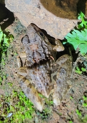 Minervarya syhadrensis