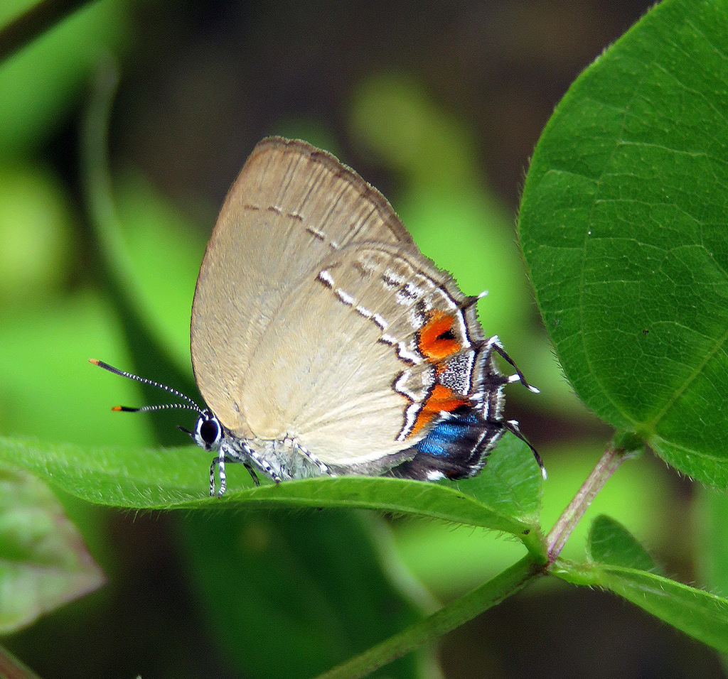 Strephonota foyi