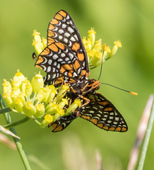 Euphydryas phaeton