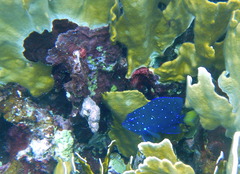 Microspathodon chrysurus