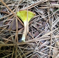 Phylloporus pelletieri