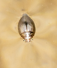 Gyrinus