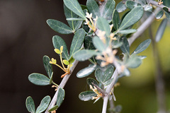 Searsia pterota
