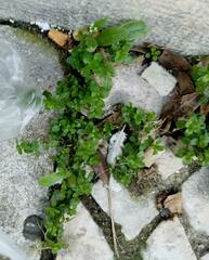 Polycarpon tetraphyllum