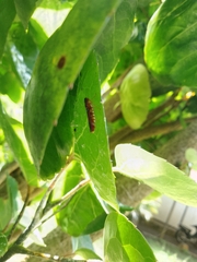 Homalodisca liturata