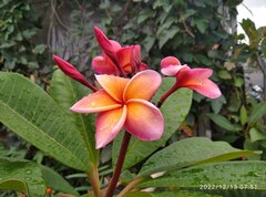 Plumeria rubra