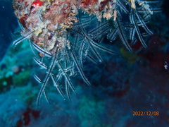 Macrorhynchia philippina