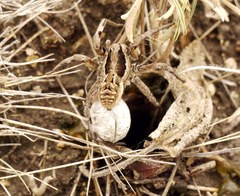Lycosa praegrandis