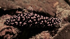 Phyllidiella pustulosa
