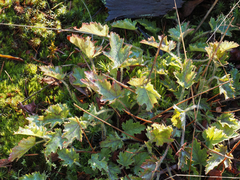 Heuchera micrantha