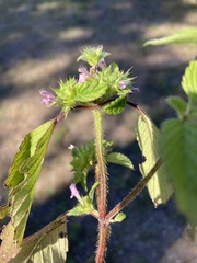 Galeopsis