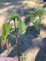 Galeopsis