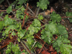 Heuchera micrantha