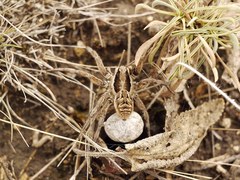Lycosa praegrandis