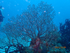 Iciligorgia schrammi