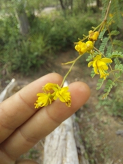 Libidibia paraguariensis