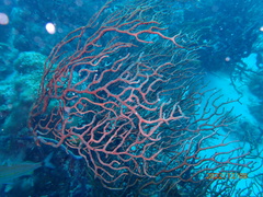 Iciligorgia schrammi