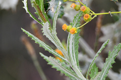 Senecio pterophorus