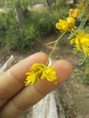 Libidibia paraguariensis