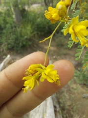 Libidibia paraguariensis