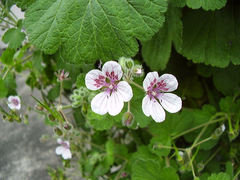 Erodium trifolium