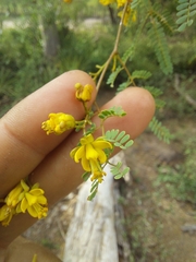 Libidibia paraguariensis