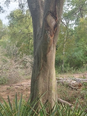 Libidibia paraguariensis