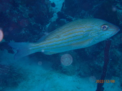 Lutjanus synagris